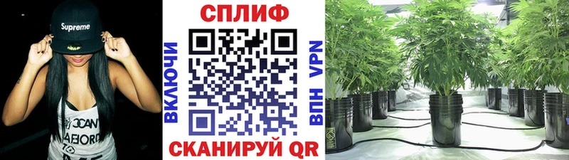 Конопля гибрид Прохладный